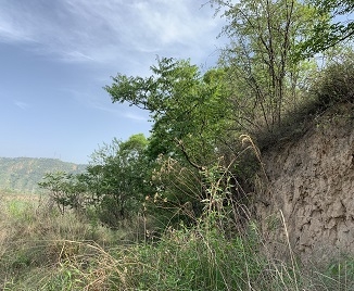 黃陵縣輸水工程項(xiàng)目臨時(shí)占用林地可行性報(bào)告現(xiàn)場勘察